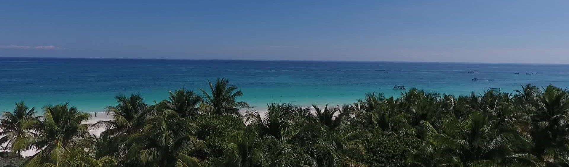 Palm_Trees